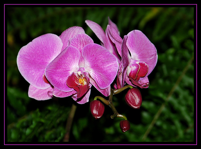 Phalaenopsis