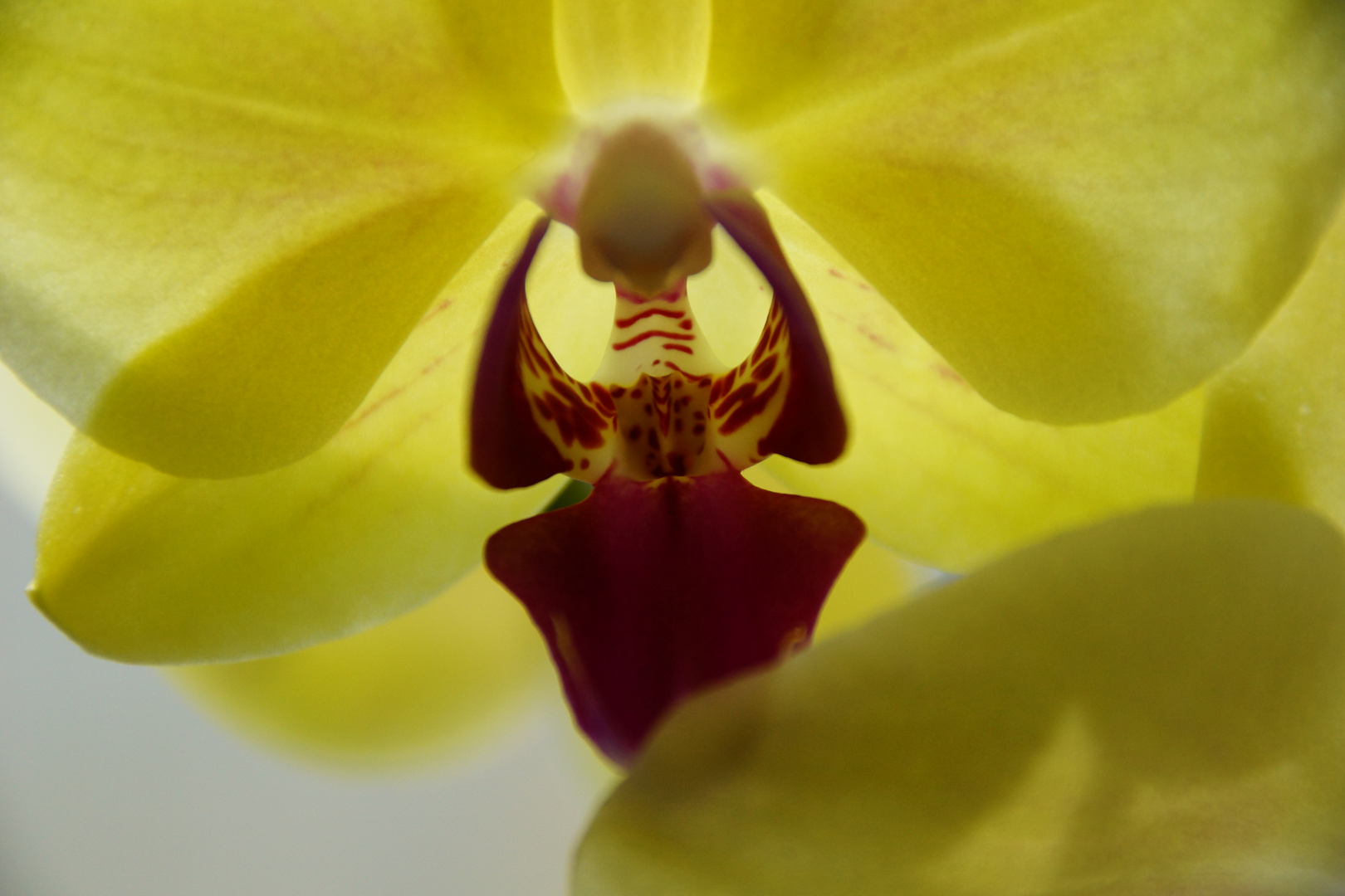 Phalaenopsis