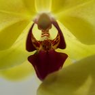 Phalaenopsis