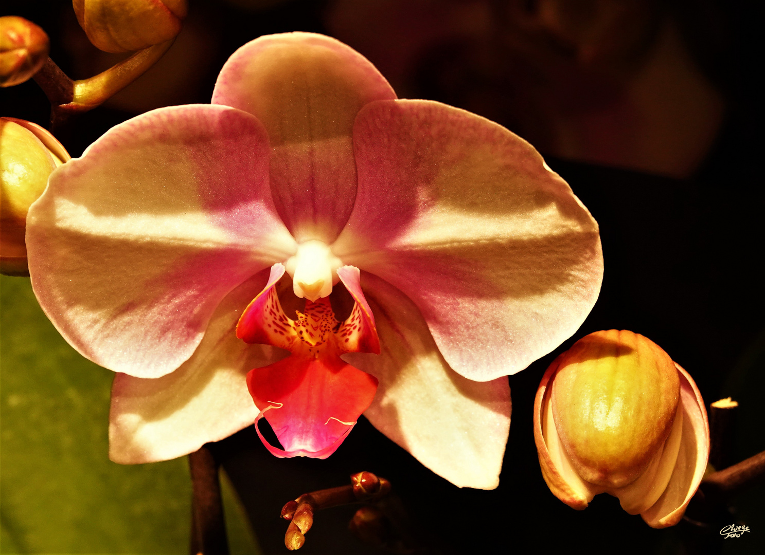 Phalaenopsis Foto & Bild pflanzen, pilze & flechten, blüten