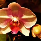 Phalaenopsis