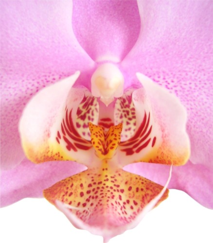 Phalaenopsis