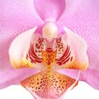 Phalaenopsis