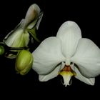 Phalaenopsis