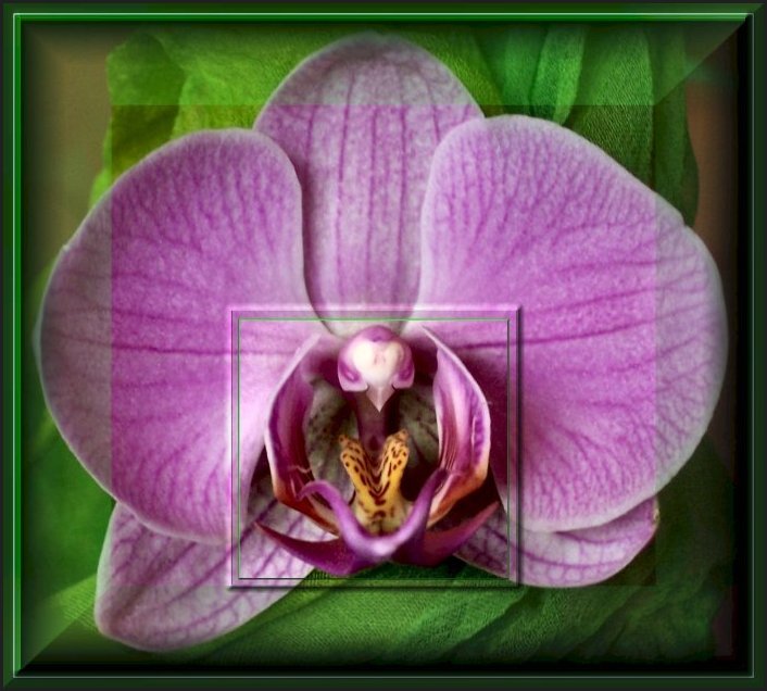 Phalaenopsis