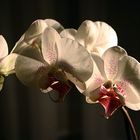 phalaenopsis