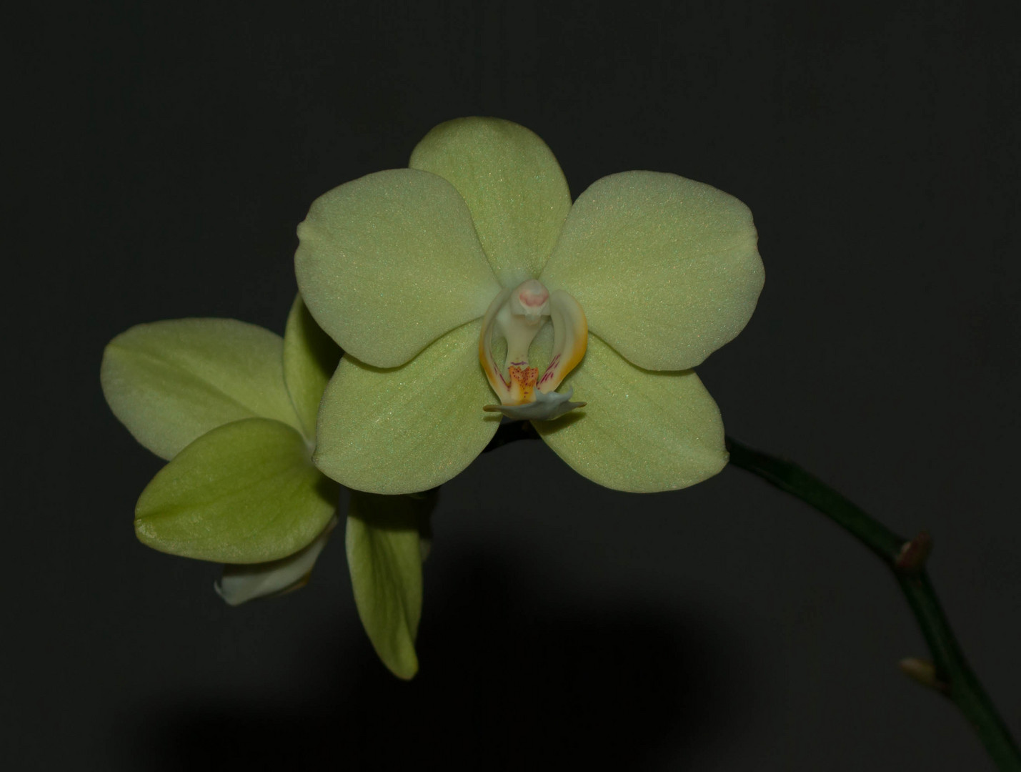 Phalaenopsis