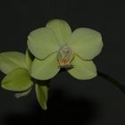 Phalaenopsis