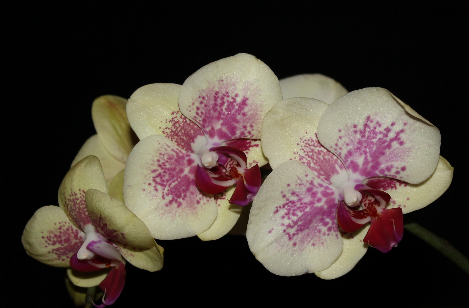 Phalaenopsis