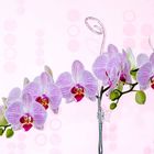 Phalaenopsis-1