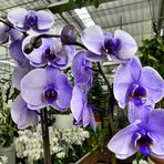 Phalaenopsis 1