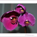 Phalaenopsis (1)