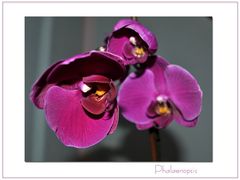 Phalaenopsis (1)