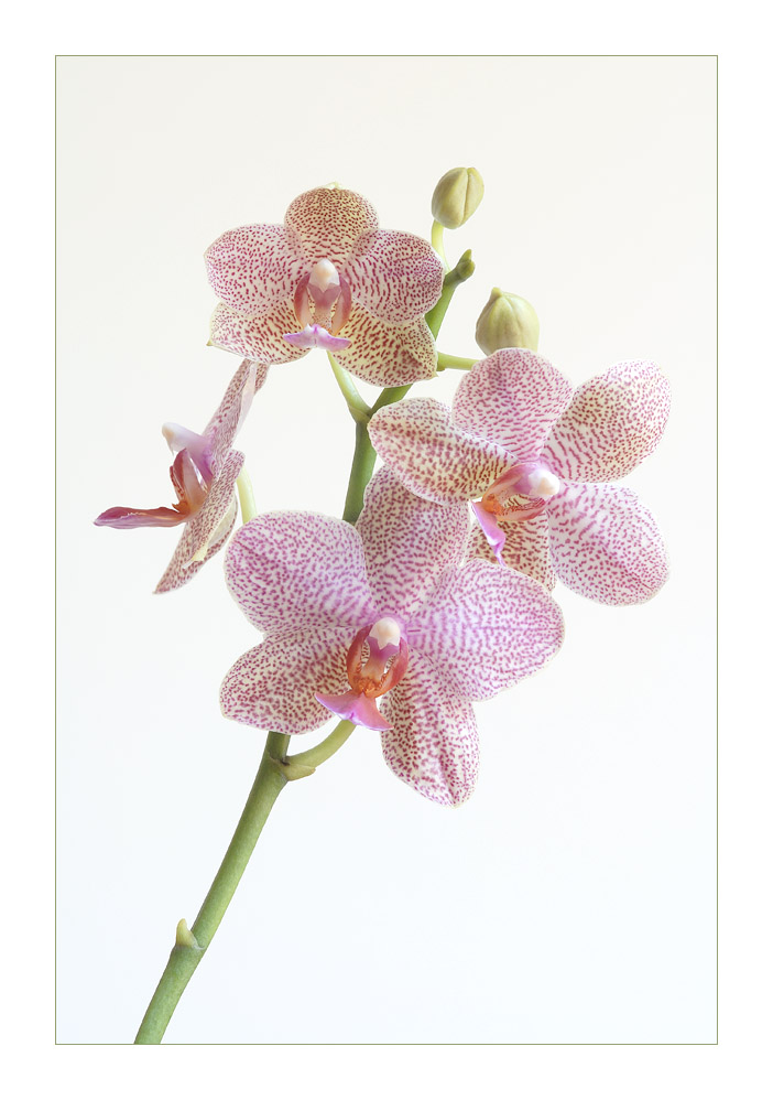 Phalaenopsis 1