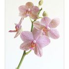 Phalaenopsis 1