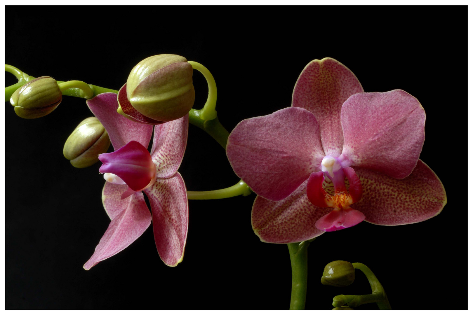 Phalaenopsis (1)