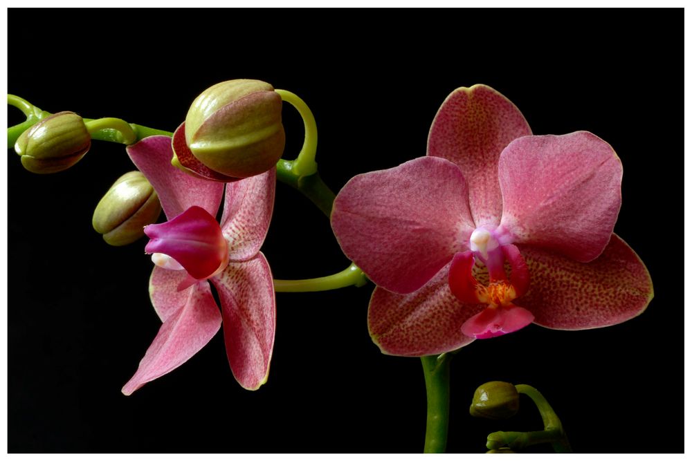 Phalaenopsis (1)