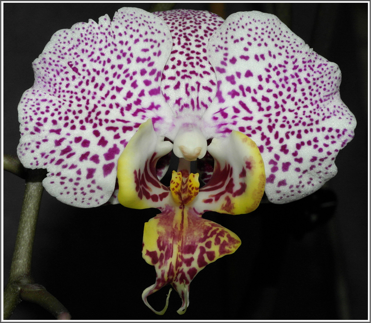 Phalaenopsis 1