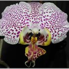 Phalaenopsis 1