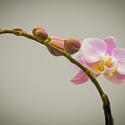 Phalaenopsis-1