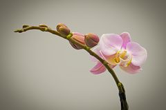 Phalaenopsis-1