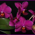 Phalaenopsis 1