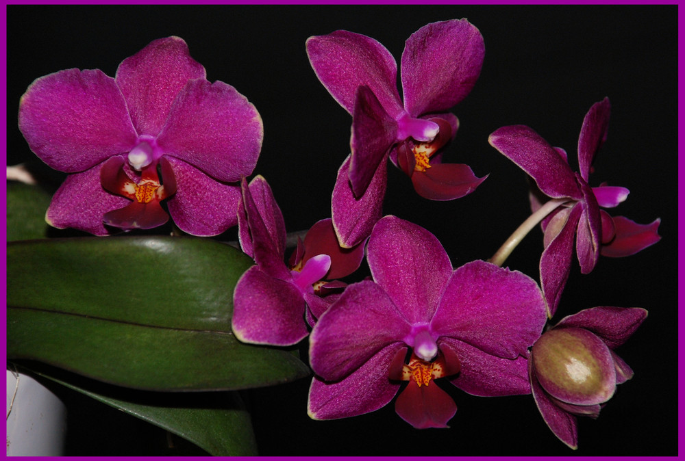 Phalaenopsis 1