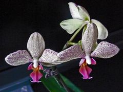 Phalaenopsis 1