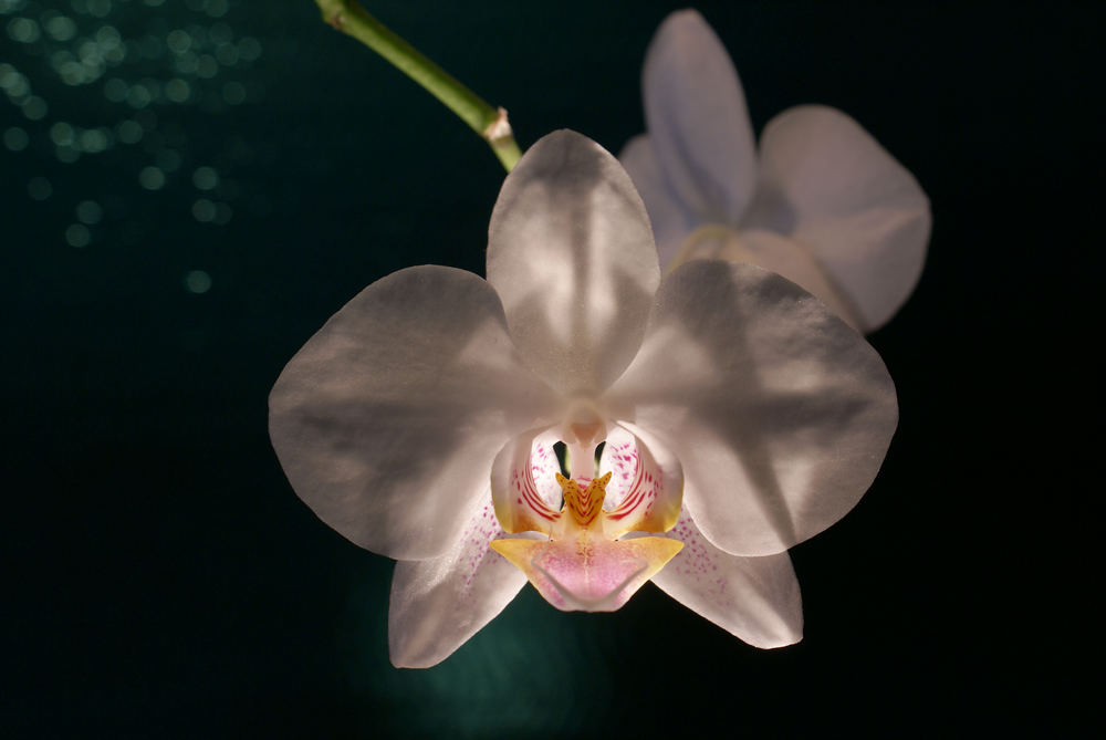 Phalaenopsis (10)