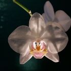 Phalaenopsis (10)