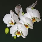 Phalaenopsis