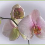 Phalaenopsis