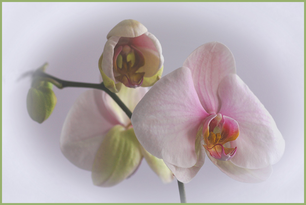 Phalaenopsis