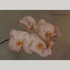 Phalaenopsis...