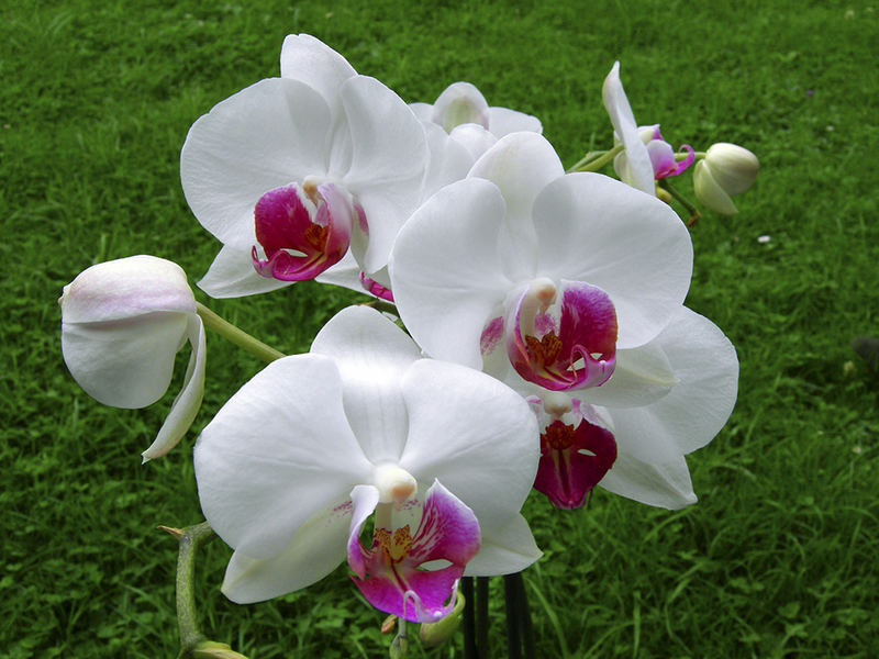 Phalaenopsis