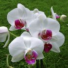 Phalaenopsis