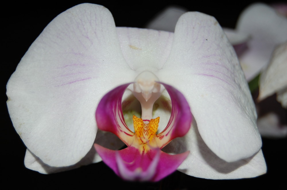 Phalaenopsis