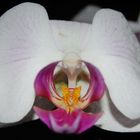 Phalaenopsis