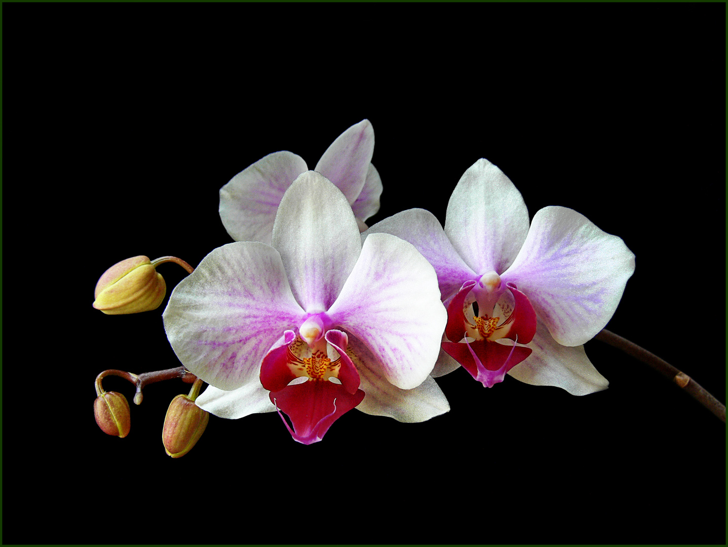 Phalaenopsis