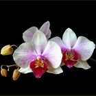 Phalaenopsis