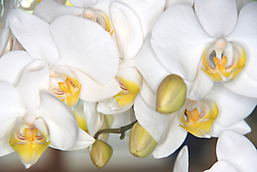 Phalaenopsis 2