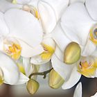 Phalaenopsis 2