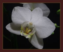 Phalaenopsis 2