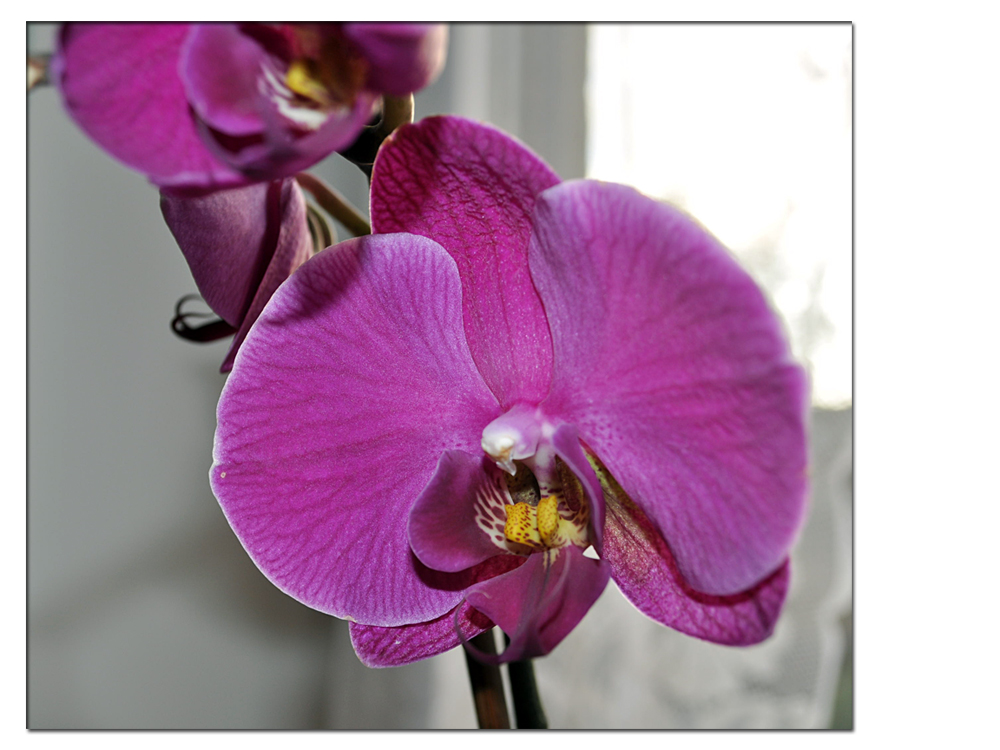 Phalaenopsis (2)