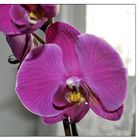 Phalaenopsis (2)