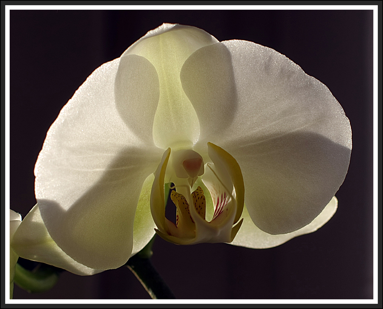 Phalaenopsis 2