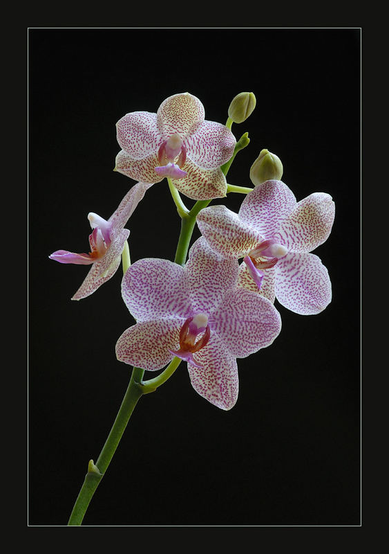 Phalaenopsis 2