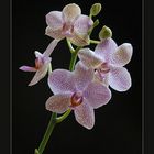 Phalaenopsis 2