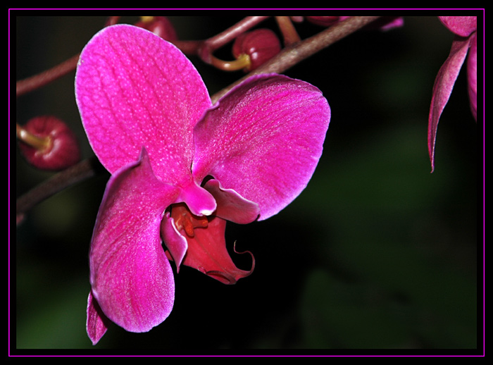 Phalaenopsis 2