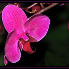 Phalaenopsis 2